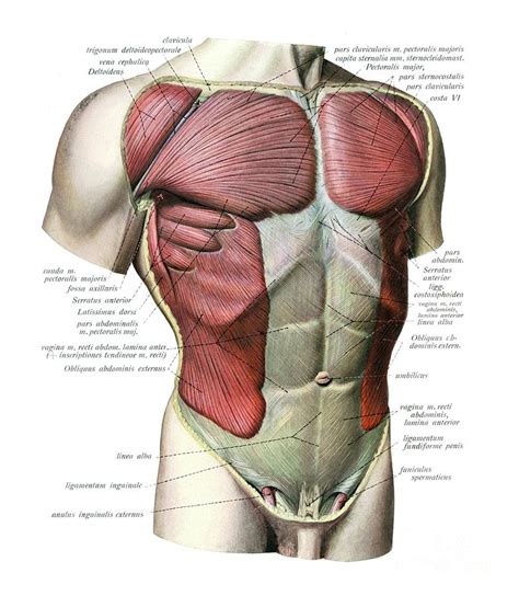 Pectoral And Abdominal Muscles By Microscape Science Photo Library