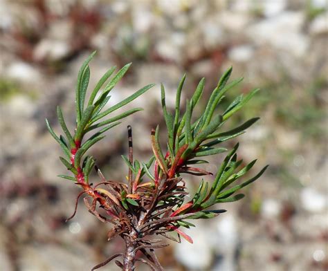 Limonium Tenuifolium Bertol Ex Moris Erben Portale Della Flora D