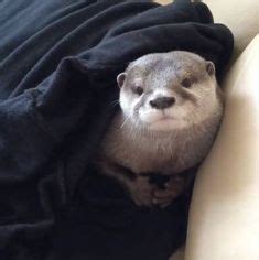 14 Reasons To Follow This Adorable Otter On Instagram Lovely Creatures