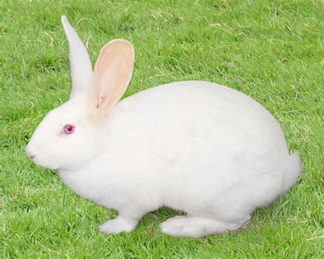 Lapin Blanc de Bouscat Élevage et vente de lapins de race