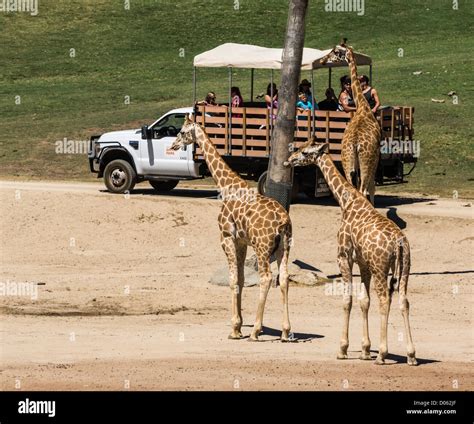 San diego safari park tour hi-res stock photography and images - Alamy