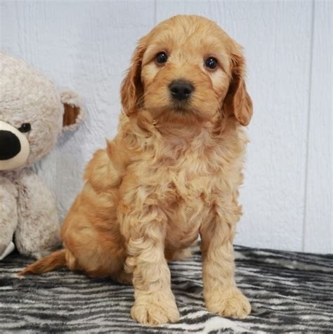 Goldendoodle mini near me - Goldendoodle puppy adoption Online