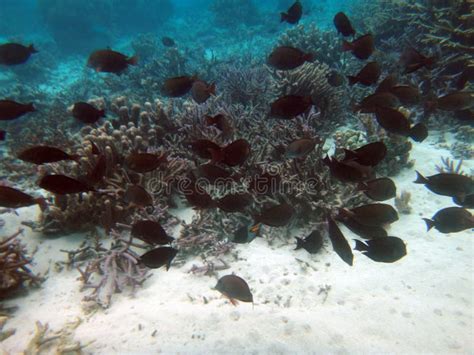 Sealife of Mystery Island, Aneityum, Vanuatu Stock Image - Image of ...