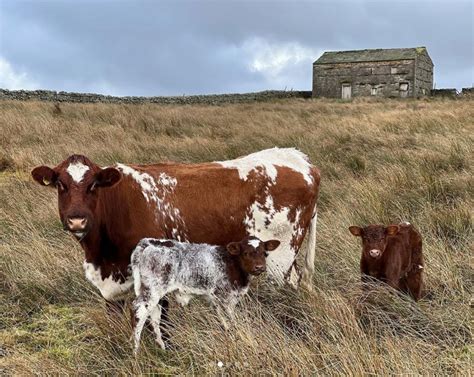 Our Yorkshire Farm Fans Stunned As Amanda Owen Welcomes Unexpected