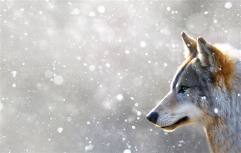 Wallpaper Winter Snow Wolf Face Art Winter Snow Wolf