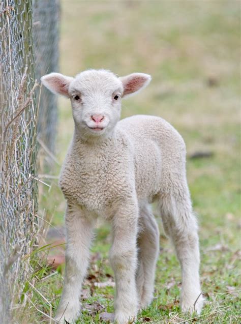 180+ Cute baby lamb Free Stock Photos - StockFreeImages