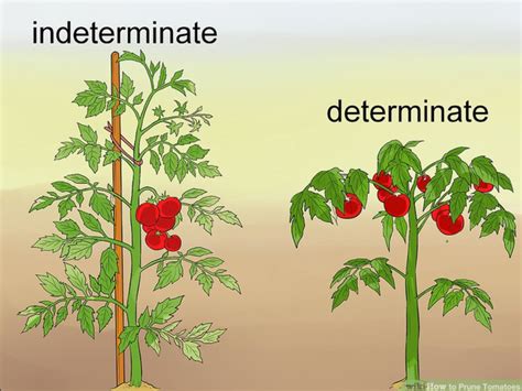 The Difference Between Determinate And Indeterminate Tomatoes