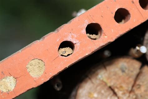 Nisthilfen F R Wildbienen Insektenhotels Co Plantura