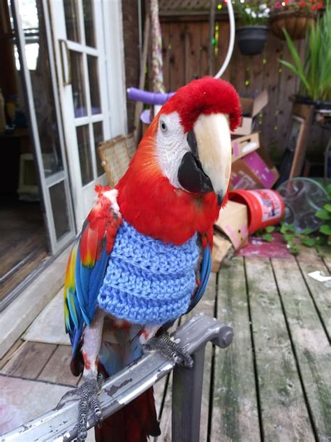 Parrot Macaw Amazon Cockatoo African Grey Custom Sweater For Etsy