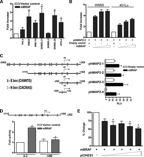 Role Of Transcriptional Repressor HES1 In Up Regulation Of MAP2