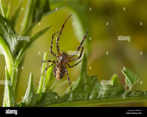 LESSER GARDEN SPIDER (Meta sp) A rare colour form Stock Photo - Alamy