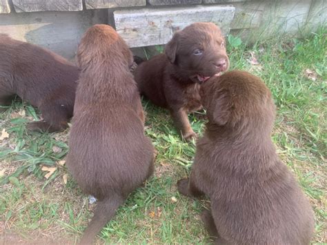 Chocolate lab puppies | Dogs & Puppies for Rehoming | Muskoka | Kijiji