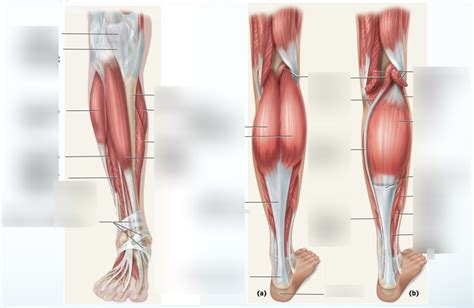 Muscles Acting On The Foot Diagram Quizlet