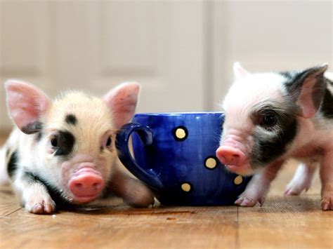 Adorable ‘teacup Pigs Are Latest Hit With Brits