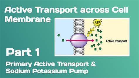 Active Transport Across Cell Membrane Primary Active Transport And