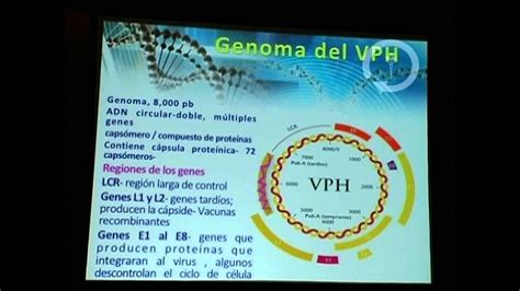 Diagnóstico Del Virus Del Papiloma Humano Por Pcr Youtube