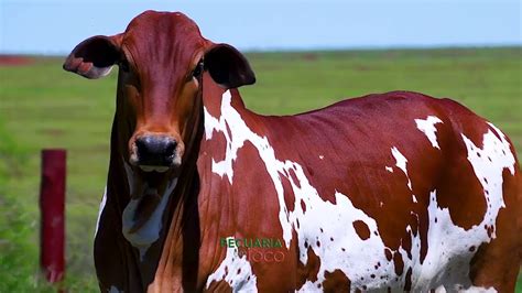 Leil O Nelore Pintado Brasil Pecuaria Em Foco