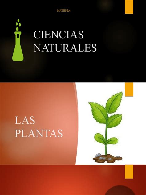 Ciencias Naturales Las Plantas | PDF