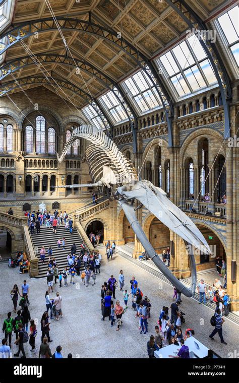 Visitors Look At The New Blue Whale Skeleton Named Hope Suspended