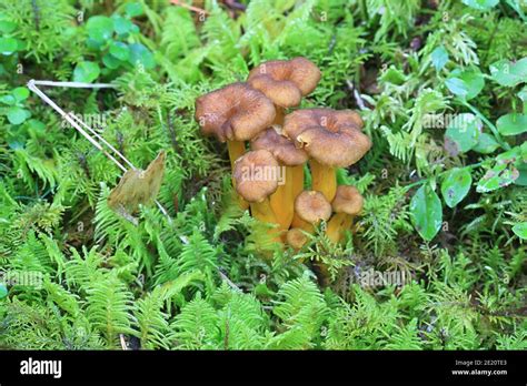 Craterellus Tubaeformis Cantharellus Tubaeformis Known As Yellowfoot