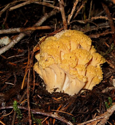 Coral Mushroom I101108 246 Brewbooks Flickr