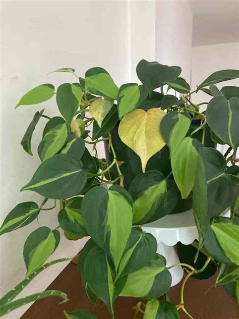 12 Causes of a Philodendron's Yellow Leaves (+ How to Fix It)