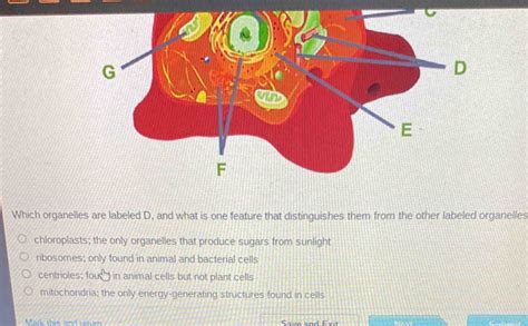 Solved Which Organelles Are Labeled D And What Is One Feature That