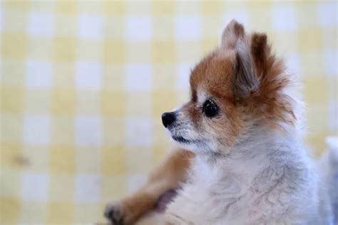 Chihuahua And Pomeranian Mix: Discover Joy! - The Chihuahua Guide