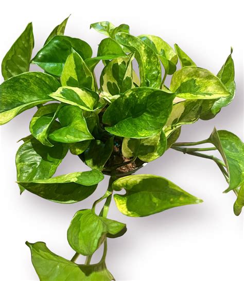 Pothos Lizard Queen 4" – Living with Green