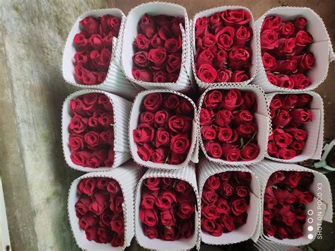 Bouquet Packing Red Taj Mahal Roses at Rs 150/bunch in Krishnagiri | ID: 23026715897