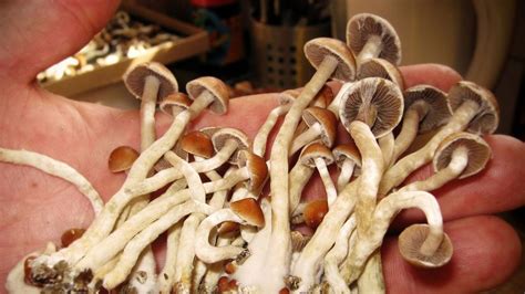 Mycology: Growing Shrooms - How Magic Mushrooms Work | HowStuffWorks