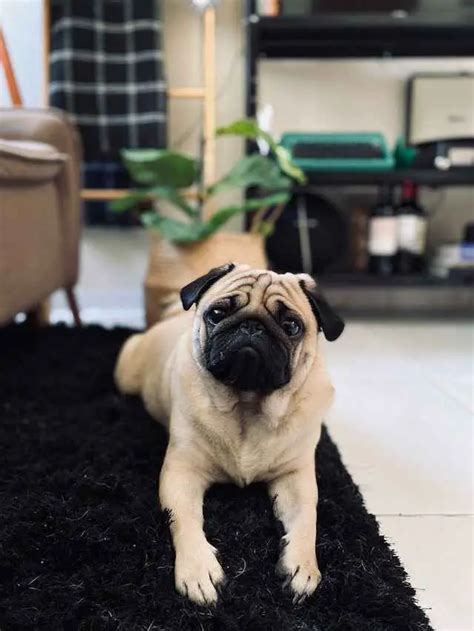 9 Pug Growling Reasons And How To Address It