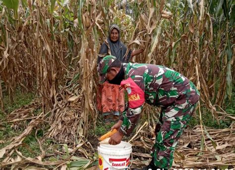 Tingkatkan Perekonomian Di Wilayah Binaan Serda Sondang Bantu Petani