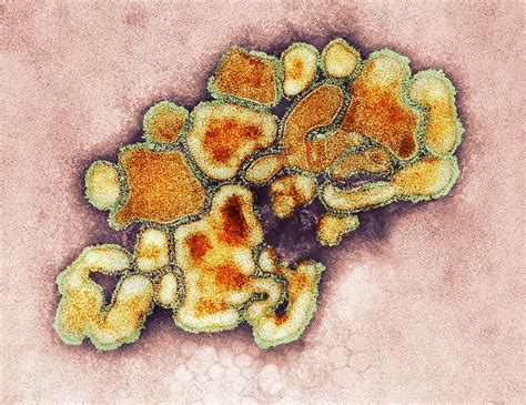 H1n1 1976 Swine Flu Virus Tem Photograph By Cdc Fine Art America