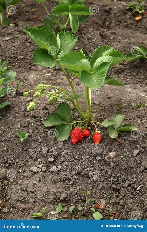 Frutales De Fresa Crecen En El Jard N Fruta Org Nica Arbusto De Fresa