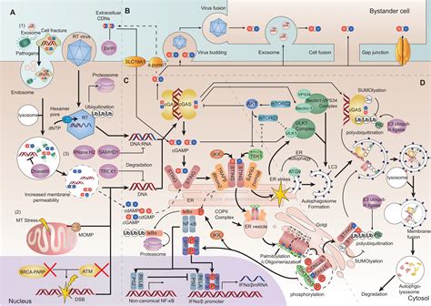 Frontiers Research Advances In How The Cgas Sting Pathway Controls