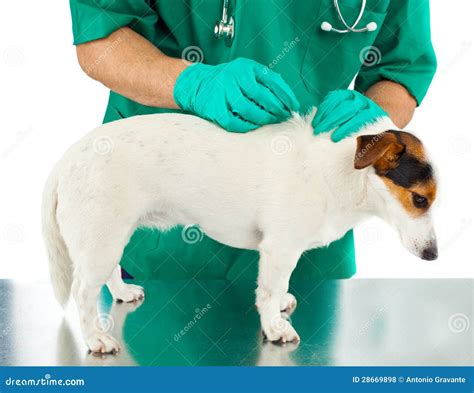 Tick and flea prevention stock photo. Image of pointer - 28669898