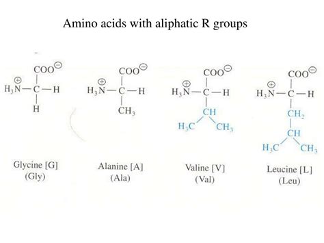 Ppt Amino Acids And The Primary Structures Of Proteins Powerpoint