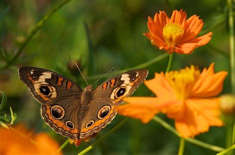 Buckeye On Cosmos My Atlanta Georgia Garden Foxy Liz Flickr