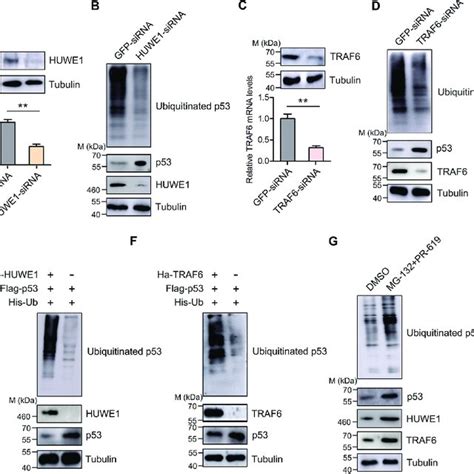 The Proposed Schematic Diagram For P53 Ubiquitination Mediated Download Scientific Diagram