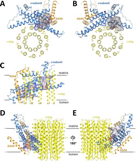 Figures And Data In Structural Basis Of Proton Translocation And Force