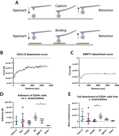 Adhesion Strength Between Cd34 Hspc Cells And L Lactis Biofilms A Download Scientific