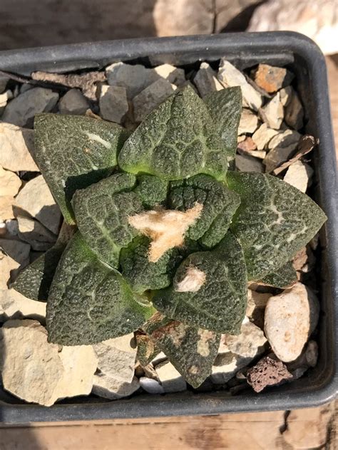 Shpr Ariocarpus Fissuratus Intermedius Cactus Online