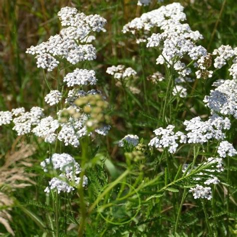 Graines dAchillée millefeuille Achillea millefolium Très rustique