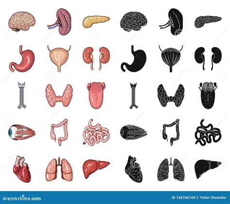 Human Organs Cartoon Black Icons In Set Collection For Design Anatomy