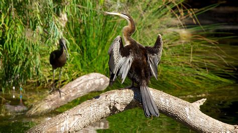 Perth Zoo Perth Western Australia Attraction Au