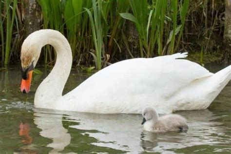 What Is A Baby Swan Called? | Amazing Facts With Pictures - UrduFOX