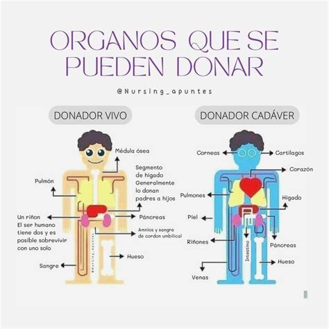 Órganos que se pueden Donar nursing apuntes uDocz