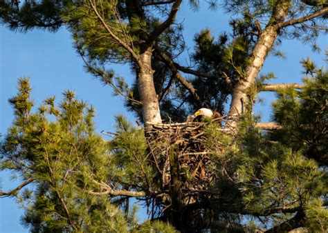 110+ Eagle Feeding Chicks In Nest Stock Photos, Pictures & Royalty-Free ...