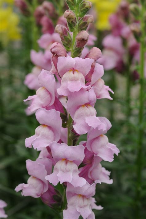 Antirrhinum Majus Potomac Lavender Muller Seeds